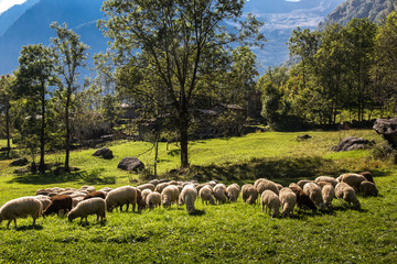 gregge di pecore in montagna