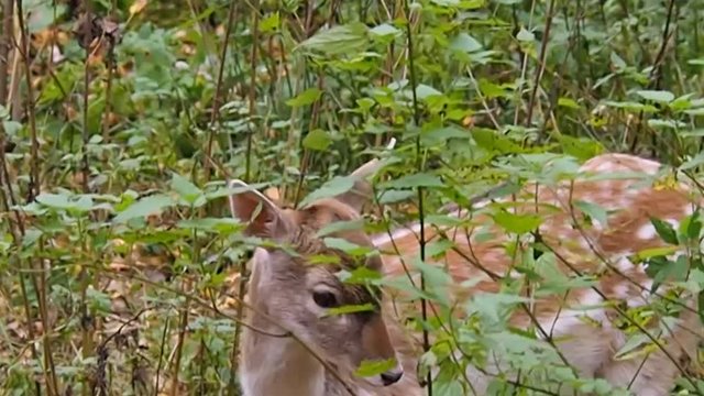 Детеныш лани ищет свою маму.-
A baby deer is looking for his mother