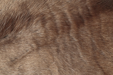 Reindeer fur background