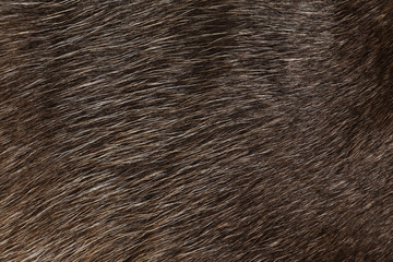 Reindeer fur, background