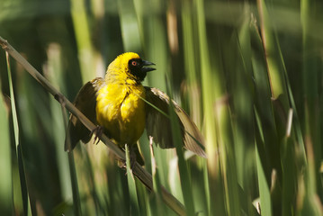 Southern Masked Weaver, Ploceus velatus, Karoo National Park, South Africa