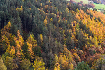 Autumn Fall scene, grass and Trees, Wales, United Kingdom.