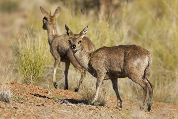 Klipsringer, Oreotragus oreotragus, Augrabies Falls National Park, South Africa
