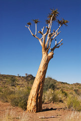 Quiver Tree, Aloe dichotoma, Augrabies Falls National Park, South Africa
