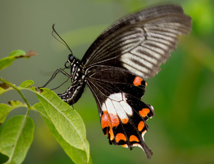 bewegende vlinder
