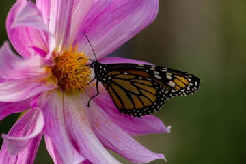 Fototapeten Schmetterling © wendyhilven