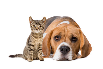 A European shorthaired kitten and a beagle