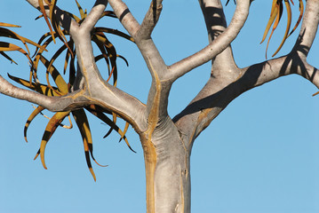 Quiver Tree, Aloe dichotoma, Augrabies Falls National Park, South Africa
