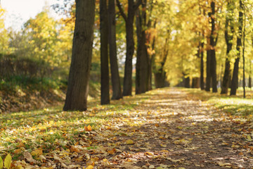 autumn town alley with golden fall trees and fallen leaves