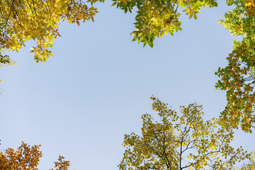 autumn trees top from below on alley