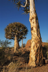 Quiver Tree, Aloe dichotoma, Augrabies Falls National Park, South Africa

