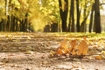 oak branch on autumn town alley with golden fall trees and fallen leaves