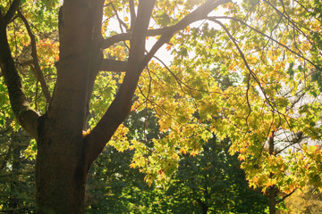 maple tree with bright autumn leaves in sunlight