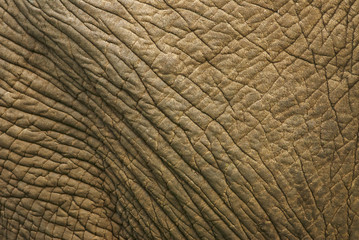 African Elephant, Loxodonta africana, skin detail, Kruger National Park, South Africa