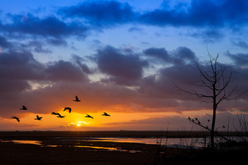 Sunrise with Birds in Flight