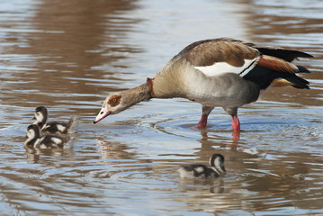 Egyptian Goose, Alopochen aegyptiaca, Kruger National Park, South Africa