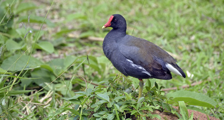 Moorhen resting on the grass