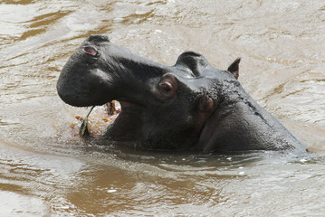 Hippopotamus amphibius, in the river, dangerous animal, wild conditions, Kruger National Park,...