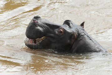 Hippopotamus amphibius, in the river, dangerous animal, wild conditions, Kruger National Park,...