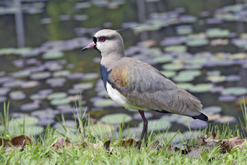 Southern lapwing by the lake