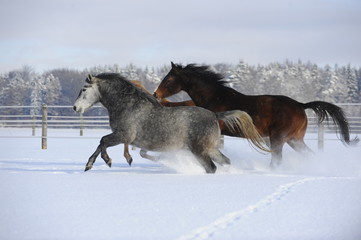 Fototapeta na wymiar Pferde im Schnee