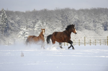 Plakat Pferde im Schnee