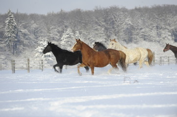 Obraz na płótnie Canvas Pferde im Schnee