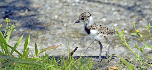 Cub of Southern lapwing