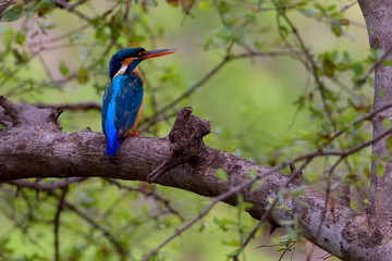 Kingfisher bird sitting on branch with green leaves background