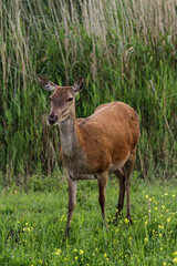 Naklejka na ściany i meble Female red deer