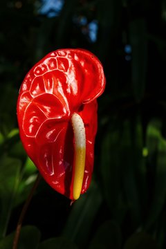 Red Anthurium
