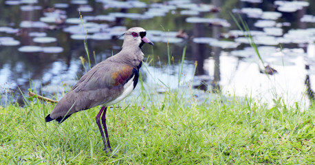 Southern lapwing by the lake