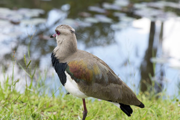 Southern lapwing by the lake