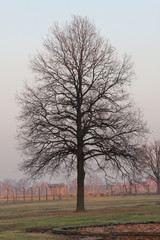 Obraz premium Bare Tree at Birkenau