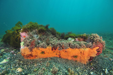 Fototapeta na wymiar Bright peach encrusting sponge growing on large boulder on sandy bottom.