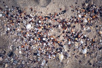 Seashells on the beach including cockles and periwinkles