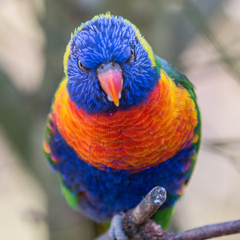 Allfarblori (Trichoglossus haematodus) 