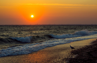 sunset on a background seascape with lonely seagull