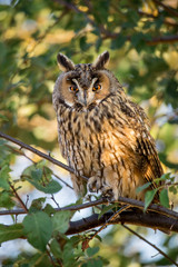Wild owl sitting on a tree branch