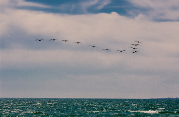 Wedge migratory ducks flying in the background of the sea