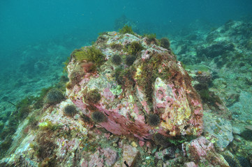 Barren rocky sea bottom with clusters of sea urchins Evechinus chloroticus.