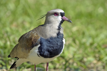 Southern lapwing in the field