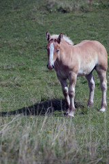 Naklejka na ściany i meble baby horse on green grass