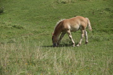 Obraz na płótnie Canvas baby horse on green grass