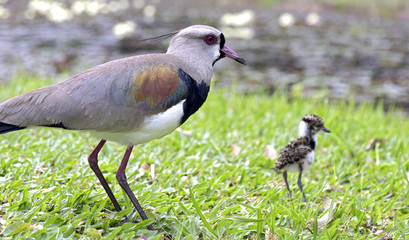 Southern lapwing with cub