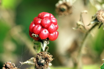 letzte Brombeere am Strauch im November