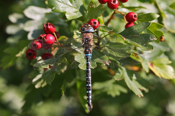Colourful dragonfly from above