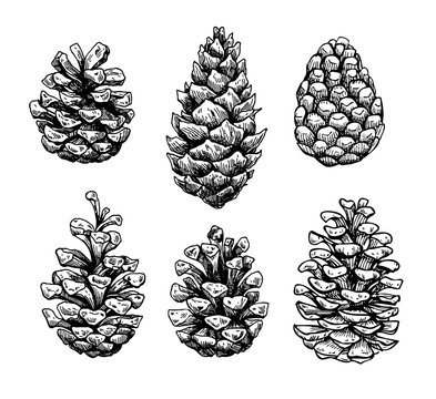 Pine cone set. Botanical hand drawn vector illustration. Isolate
