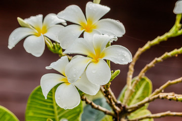 Frangipani, Plumeria on white background