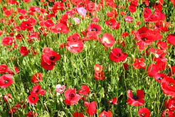 Obraz premium ポピーの壁紙イメージ